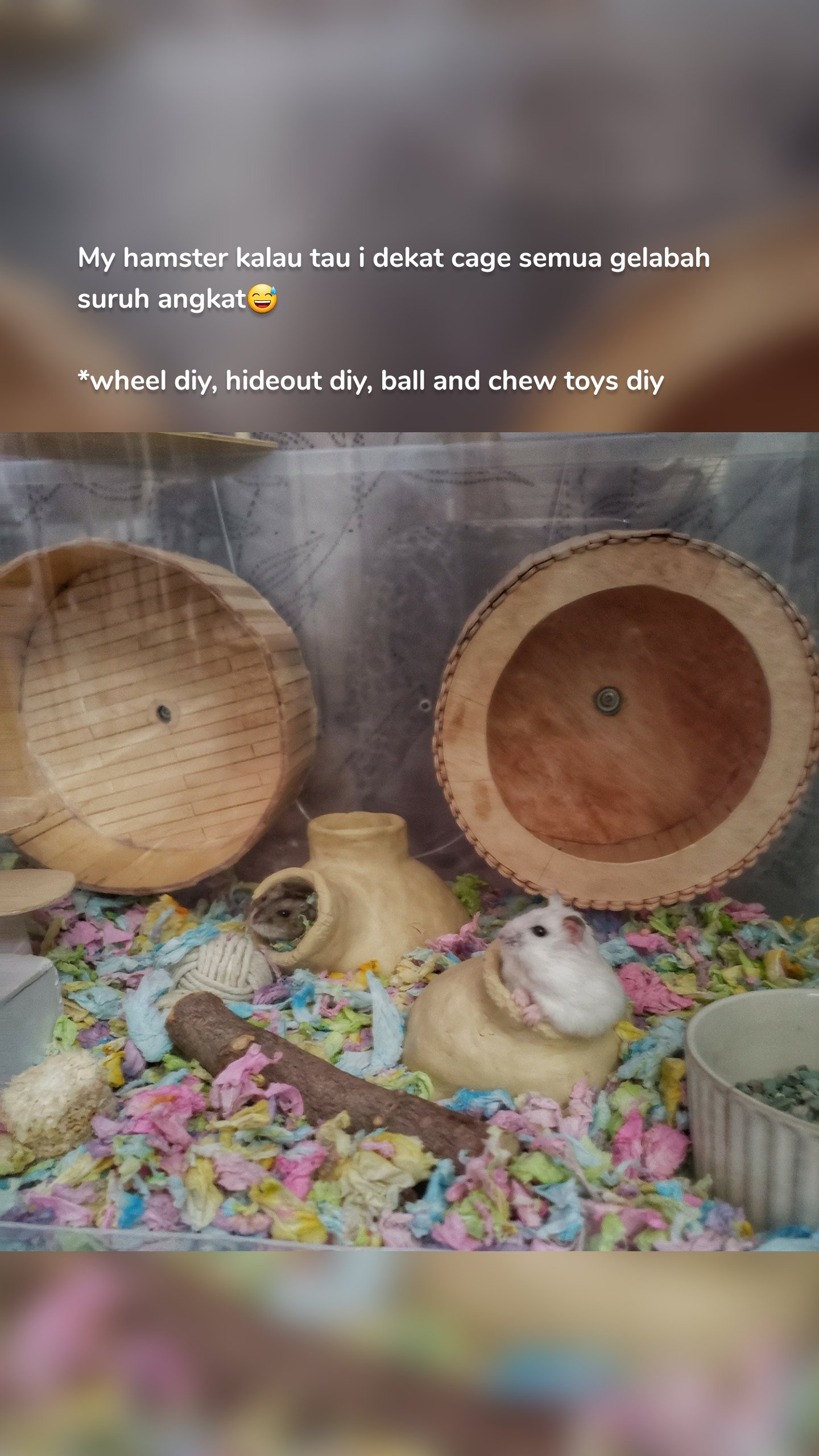 My hamster kalau tau i dekat cage semua gelabah suruh angkat😅

*wheel diy, hideout diy, ball and chew toys diy